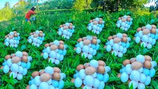 Wow wow! Pick lots of duck eggs near the water's edge, picking the best ones by hand.