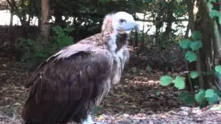 Parcdesoiseaux 20100808