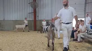 2024 Howard County Fair Senior Doe lineup