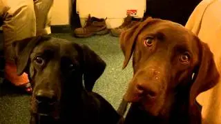 What dogs really hear when we talk!