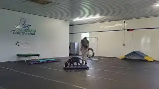 Harley - Cane Corso/Bull Mastiff Mix | Week 1 Puppy School Progress: Confidence, Place & Play Skills