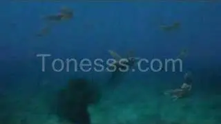 Sea Monsters: a Prehistoric Adventure (Trailer)