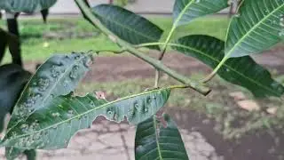 Project TPP 2025 | Group 5 PA-E | Disease Identification on Manggo Plant