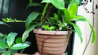 Propagate basket plant from cuttings || with update 🌱
