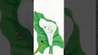 Rauben