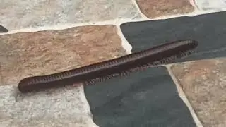 Huge Millipede walk in slow motion
