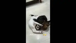 20 Epic Cat Takedowns Straight Out of WWE!