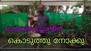Curd for Orchid &ndash; Amazing Results 🌸|Rc garden |9846090759|