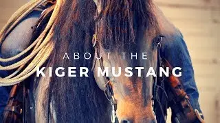 About The Kiger Mustang | DiscoverTheHorse