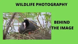 BEHIND THE SHOT EPISODE 1 - WILDLIFE PHOTOGRAPHY - EURASIAN COOT