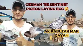 The Surprising Secret Behind Sentinet Pigeon's German Tie Egg Laying