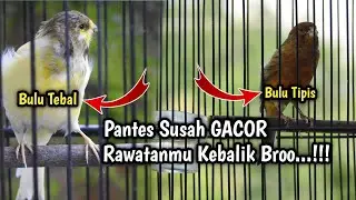 RAWATAN KENARI BULU TEBAL DAN BULU TIPIS AGAR GACOR