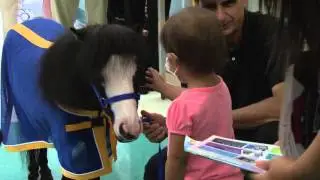 Miniature Horse Spreads 