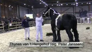 Belgian Draft Horses-123th national championship for stallions(2018)