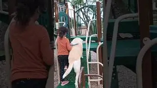 My Dog Loves To Play On The Jungle Gym 🐕&zwj;🦺🐾 Watch Her Go Down The Rock Wall.