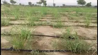 بہاولنگر بالکل ریتلی زمین کڑوا پانی کیالگائیں ڈاکٹر محمد اشرف صاحبزادہ