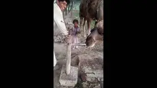 Today we will tell you how much water the camel drinks in the village.