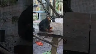 Tamarin at Brevard Zoo