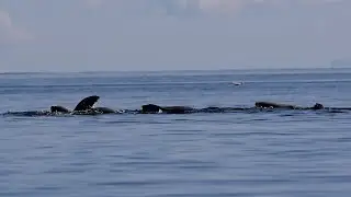 California Sea Lions Herding Fish | Sunshine Coast, BC, Canada