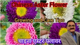 चाइना एस्टर फ्लावर को उगाने और देखभाल के टिप्स। Chinese Aster Flower Plants Growing And Care Tips 