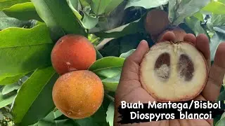 Panen Melimpah Buah Mentega, Buah Langka Yang Sepi Peminat