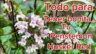 &ldquo;Todo lo que Necesitas Saber sobre la Penstemon &lsquo;Husker Red&rsquo;: Cuidados y Tips&rdquo;