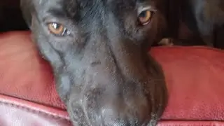how to pet your dog