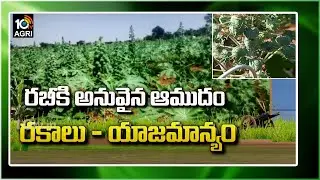 రబీకి అనువైన ఆముదం రకాలు | Varieties of Castor oil Suitable for Rabi Season | 10TV Agri