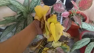 How to take care of plants indoor.