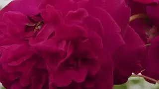 The Romance of Companion Planting
