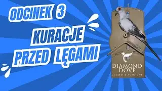 Odc.3.Diamond Dove-Gołąbki Diamentowe Kuracje Przed Lęgami