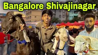 Bangalore Shivajinagar Sheep And Goat Expo Heavyweight Before Bakrid 2025 | Bangalore Sheep Market