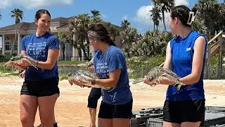 Eight Sea Turtles Return Home