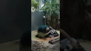 A Man's Best Friend - Anteater Edition #anteater #bestfriendsforever #unusualpets