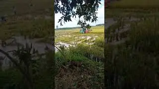 Kubota 70 plus tempur di lahan Mekar jaya Lempuing OKI