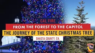 From the Forest to the Capitol: The Journey of the California State Capitol Christmas Tree