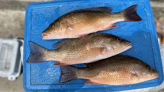 Mangrove Snapper Fishing