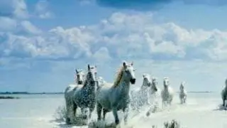 Happy birthday song for horse lovers HD