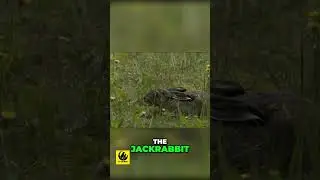 Meet Nature's FASTEST Sprinter the Jackrabbit!