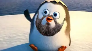 Elderly Penguinn Plays With Beard