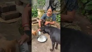 #shorts #shortvideo #dogshorts #puppylove #puppylife #pets #petlover #petlife