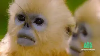 Shennongjia Golden Snub-nosed Monkey