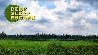 Soothing Palm Reflections Over Tropical Green Fields for Deep Sleep