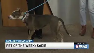Give Sadie a home: Roice-Hurst Humane Society&rsquo;s longest‑staying pup