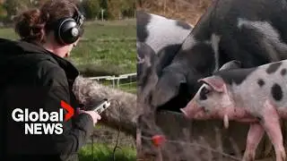 Can AI translate what pigs are oinking about?