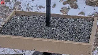 01/21/2026: Backyard Birdwatching Bonanza! Watch the Flocking Around Bird Cam Daily @ 8:00 AM