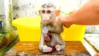 Obedient monkey Julie patience for getting bath look so cold