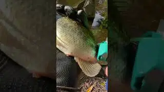 Tagging Bass #fishtagging #pondmaking #pondmanagement #bassfishing #pondmaintenance