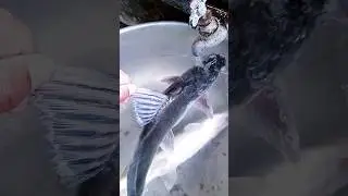 Long Whiskered Catfish #shorts