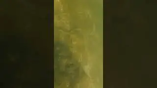yellow stingray digging at muddy bottom  water turns yellow during falling tide #shorts
